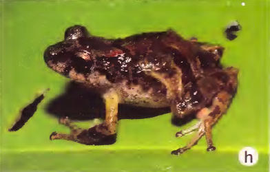 Pristimantis Ilojsintuta.jpg