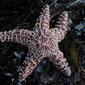 Pisaster ochraceus 1