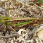 ( Locusta migratoria subsp. gallica)  الجراد المهاجر لوكاستا ميجروتوريا تحت نوع جالليكا ، أنثى