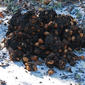 Florida Black Bear (Ursus americanus floridanus) scat with Saw Palmetto (Serenoa repens)