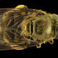 Fly Golden Baby, back, MD, Prince Georges County_2014-05-23-17.17.00 ZS PMax