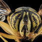Spilomyia longicornis, Yellow Jacket Mimic Fly, U, Face, MD, Cecil County_2013-07-31-20.34.08 ZS PMax