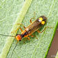 Escaravelho // Beetle (Malthinus seriepunctatus)