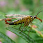 Scorpion Fly. Panorpa communis. Mecoptera