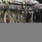 caimen lizard